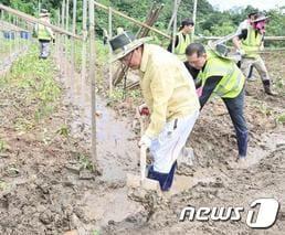 본문 이미지 - 지난 24일 홍준표 대구시장이 대구시 공무원들과 함께  수해 피해를 본 경북 예천군 감천면에서 자원봉사를 하고 있는 모습. (대구시청 제공) ⓒ 뉴스1 