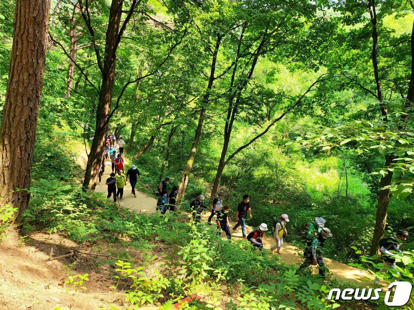 본문 이미지 - 강원 원주시 행구동 운곡솔바람숲길 걷기코스 자료사진. (원주시 제공) 2023.7.27./뉴스1