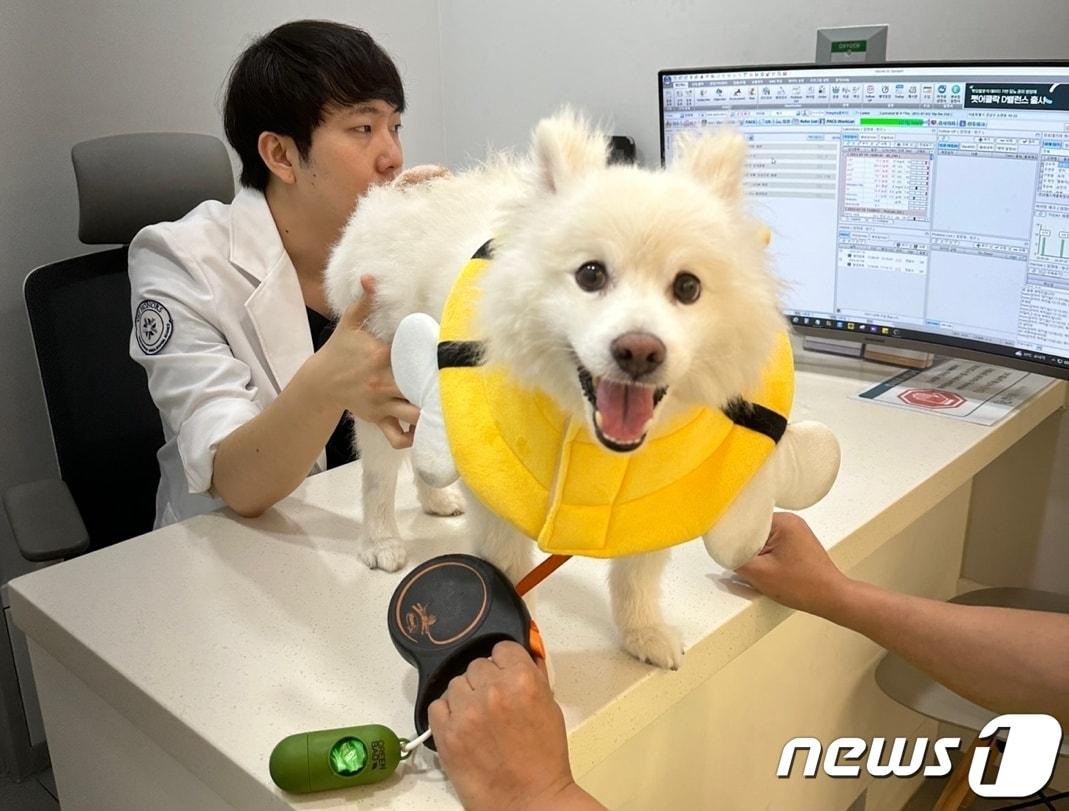 본문 이미지 - 면역매개성 다발성 관절염 치료 중인 강아지(이음동물의료센터 제공) ⓒ 뉴스1