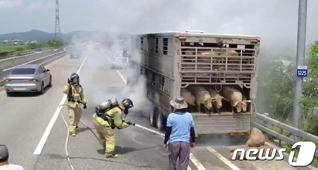 본문 이미지 - 28일 오전 11시51분께 전북 군산시 임피면 한 도로에서 돼지 70마리를 싣고 가던 트럭에서 불이나 26분 만에 꺼졌다.(전북소방본부 제공)2023.7.28./뉴스1