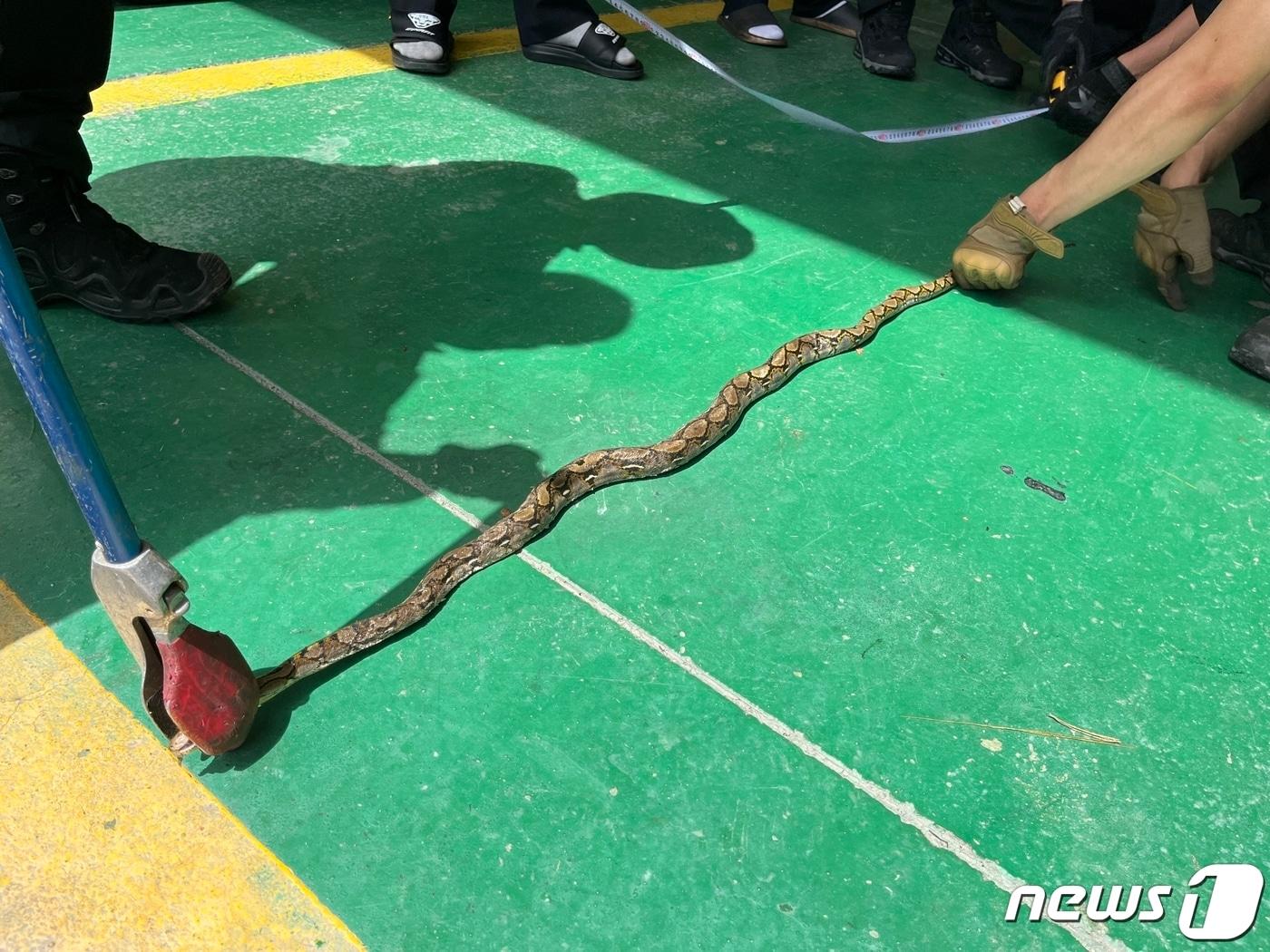 본문 이미지 - 지난 24일 경북 영주시 적서동의 공장에서 발견된 그물무늬비단뱀.(영주소방서 제공)
