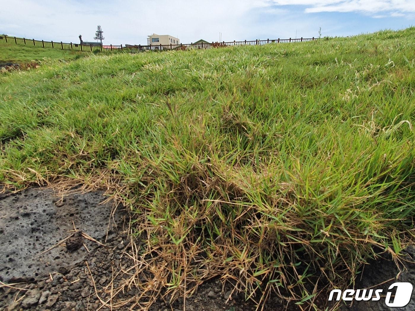 본문 이미지 - 산림청 국립산림과학원은 마라도에서 토종 한국잔디(조이시아그래스, Zoysiagrass)인 비단잔디, 갯잔디, 금잔디, 들잔디 등 4종의 자생지를 발견했다고 29일 밝혔다. 마라도에서 확인된 갯잔디.(국립산림과학원 제공)/뉴스1 