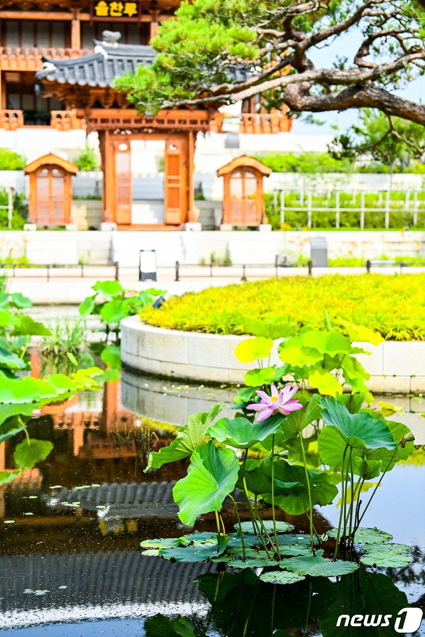본문 이미지 - 국립세종수목원 한국전통정원에 핀 아라홍련