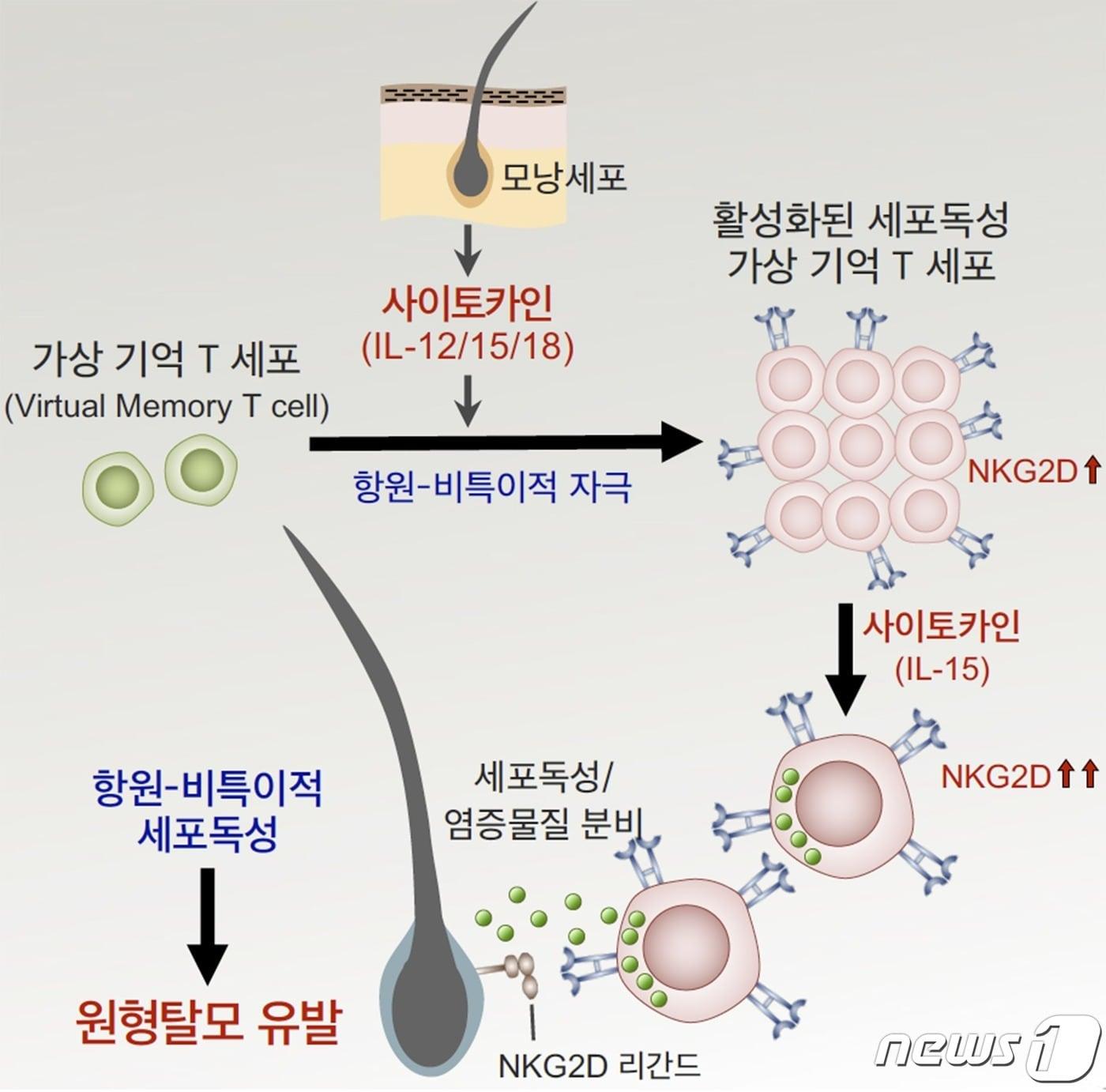 본문 이미지 -  원형탈모증을 유발하는 새로운 면역 T 세포 연구 모식도.(KAIST 제공)/뉴스1