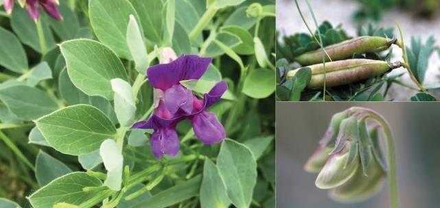 본문 이미지 -  갯완두.(국립해양생물자원관 제공)/뉴스1