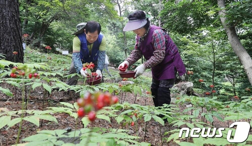 본문 이미지 - 함양 산양삼 씨앗 채취 장면(함양군 제공).
