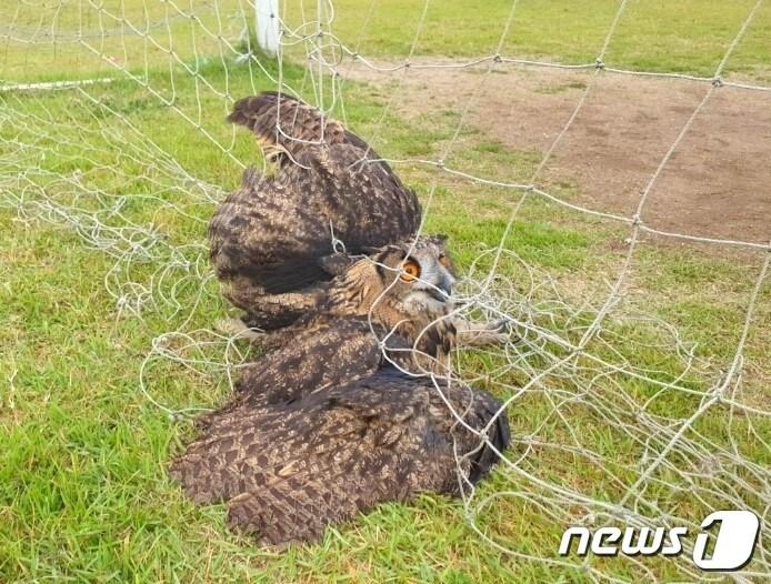 본문 이미지 - 전북야생동물구조관리센터가 6일 수리부엉이를 자연의 품으로 돌려보냈다. 사진은 축구장 그물에 걸렸을 당시 모습.(전북대 제공)/뉴스1