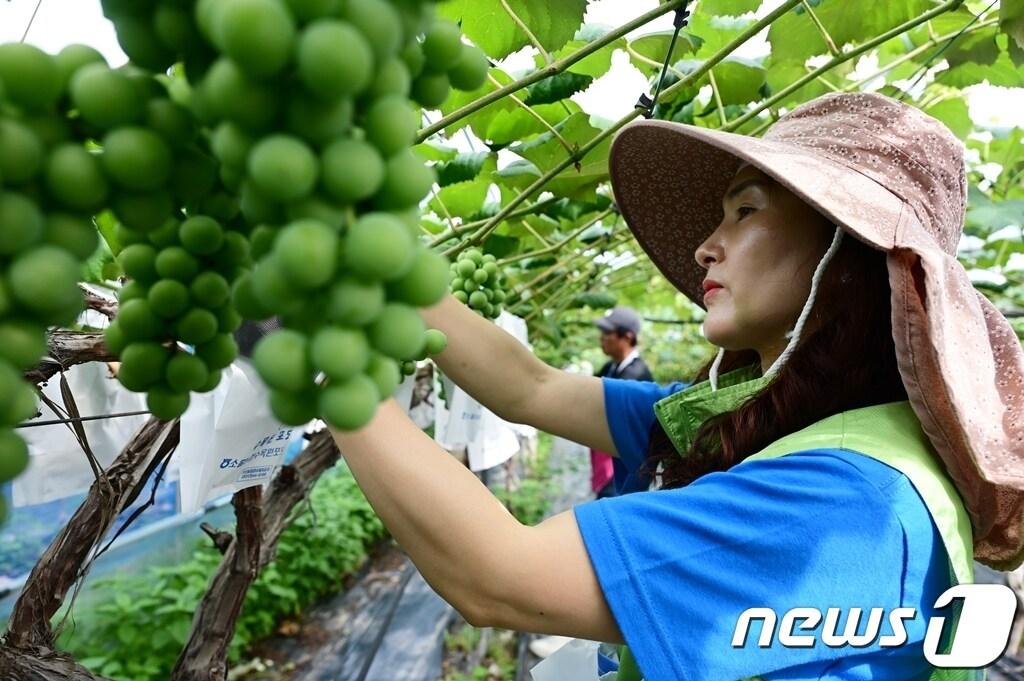 본문 이미지 - 실업·폐업으로 긴급돌봄이 필요한 경기도민들에게 사과, 포도 등 제철과일을 지원하는 '경기농산물 긴급돌봄 제도' 도입이 추진된다. (자료 사진)/뉴스1
