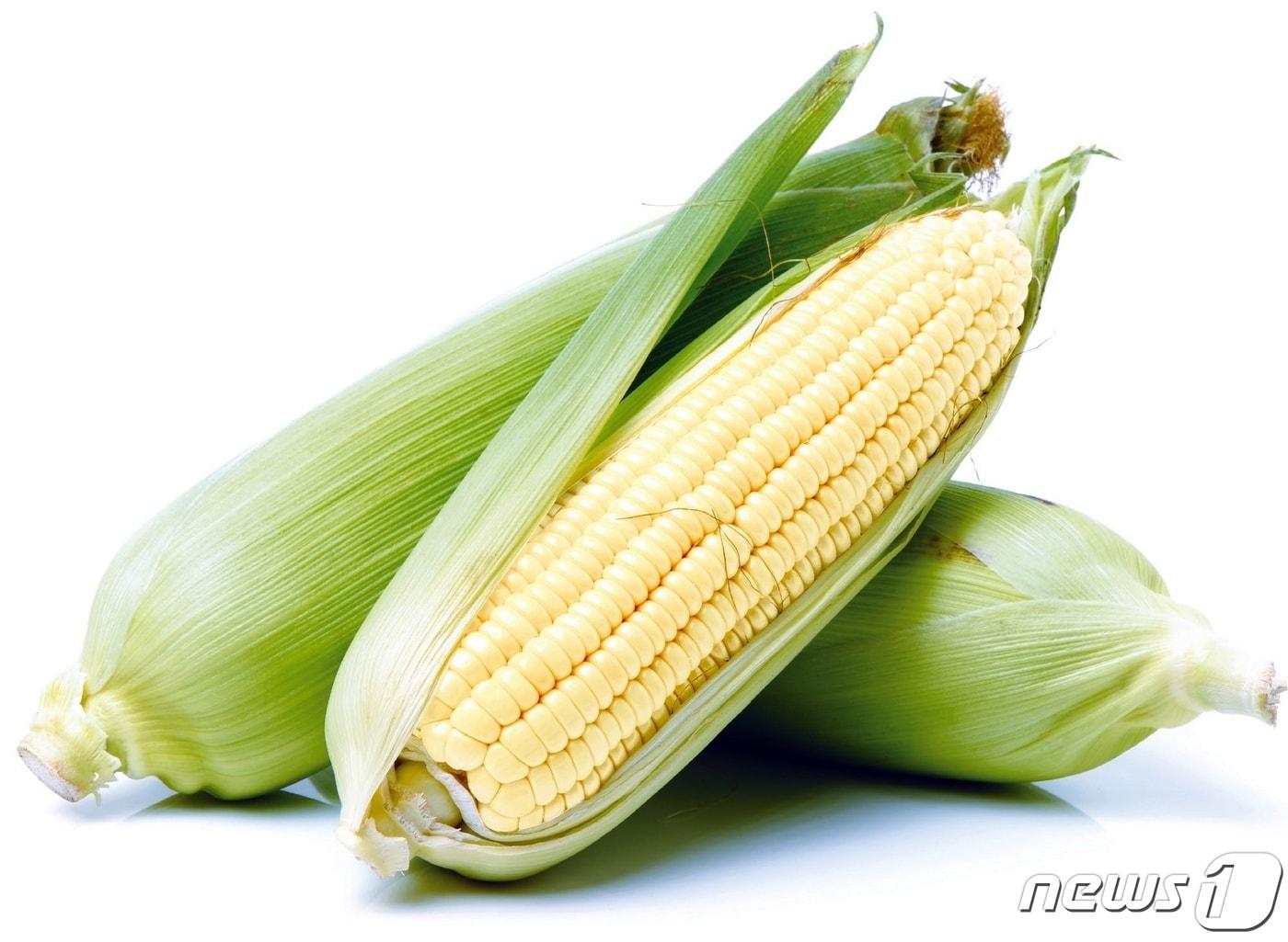 본문 이미지 - 충북 괴산의 대표 농특산물인 '대학찰옥수수'가 7일 첫 수확과 함께 출하를 시작했다.(괴산군 제공)/뉴스1