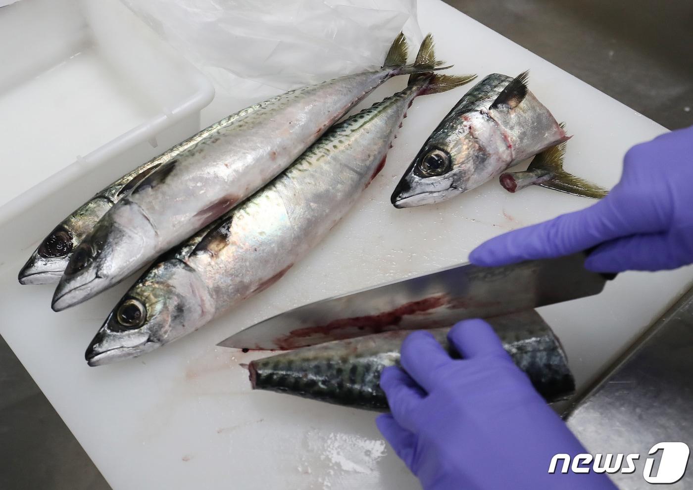 본문 이미지 - 일본 후쿠시마 오염수 방류를 앞둔 7일 오후 부산 중구 국립수산물품질관리원 부산지원에서 관계자가 방사능 검출 여부를 확인하기 위해 최근 수거한 수산물 시료를 손질하고 있다. (사진은 기사 내용과 무관함) / 뉴스1 ⓒ News12023.7.7/뉴스1 ⓒ News1 윤일지 기자