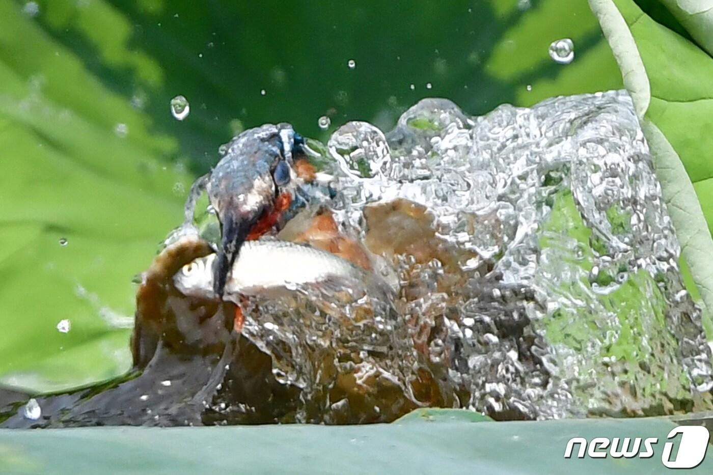 9일 여름새 물총새가 경북 포항시 북구에 있는 냇가에서 먹잇감 사냥에 한창이다. 2023.7.9/뉴스1 최창호 기자 