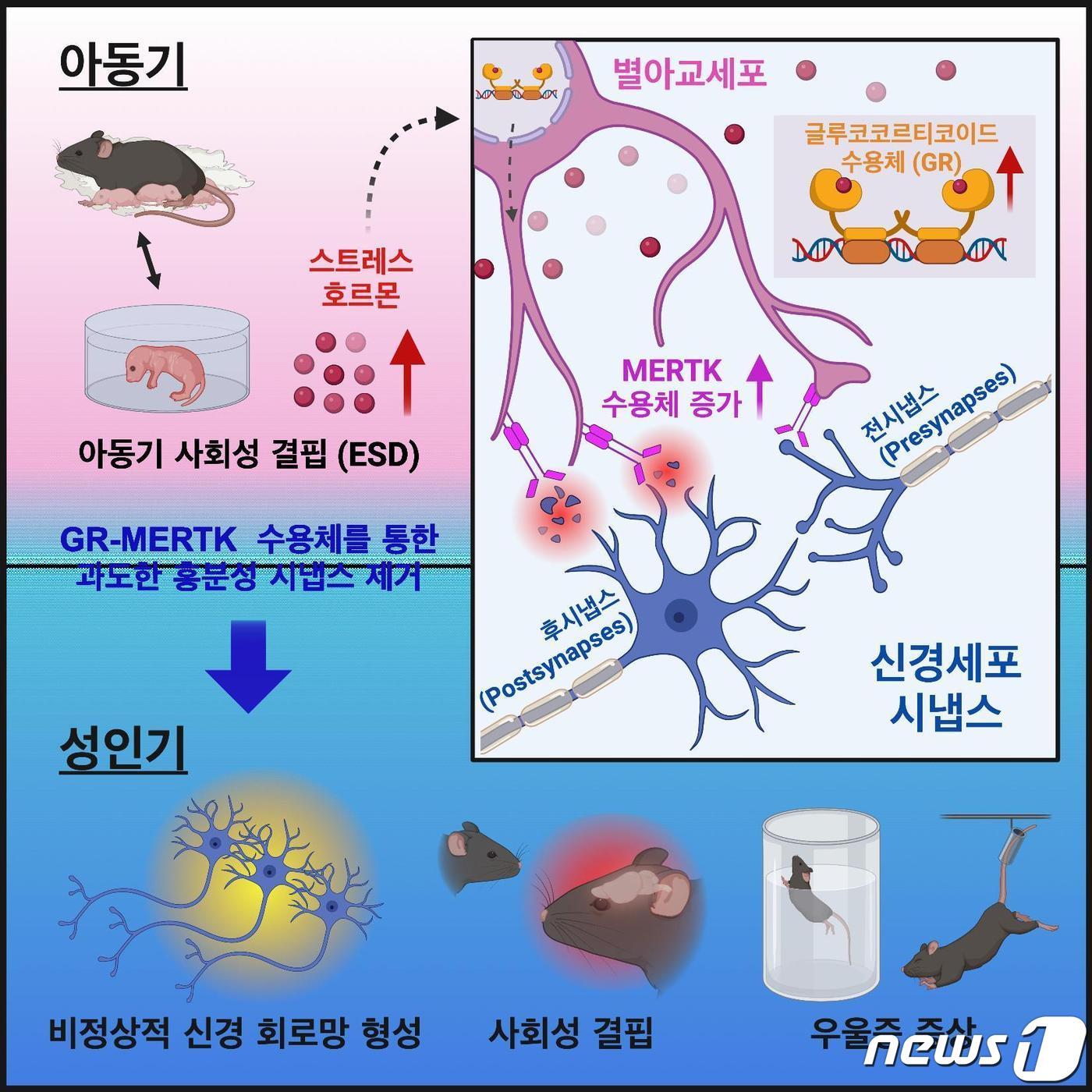본문 이미지 - 면역 관련 최고 국제 학술지 ‘이뮤니티(IMMUNITY)’에 실린 연구 모식도.(KAIST 제공)/뉴스1
