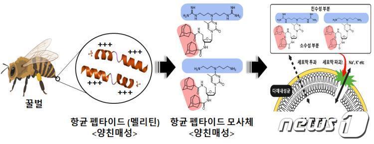 본문 이미지 - 양친매성 구조를 갖는 화합물을 이용, 다제 내성균에 대한 항균 활성(KBSI 제공)/뉴스1
