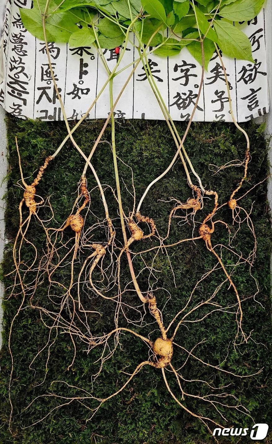 본문 이미지 - 전북 무주 덕유산 자락에서 4대를 이은 천종산삼 8뿌리가 발견됐다. 감정가는 8400만원으로 책정됐다.(한국전통심마니협회 제공)2023.8.1/뉴스1