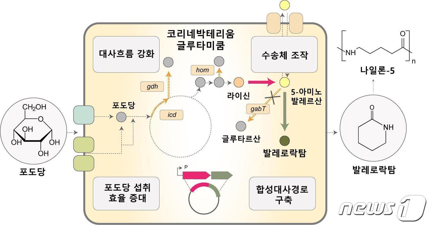 나일론-5 단량체인 발레로락탐 생산 미생물 개발 전략.(KAIST 제공)/뉴스1
