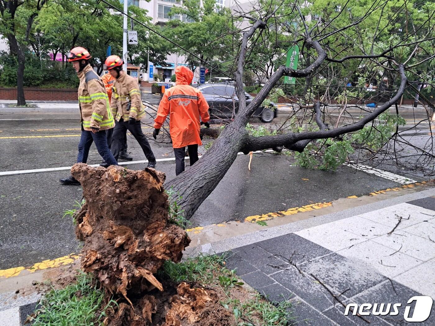 본문 이미지 - 제6호 태풍 '카눈'이 북상 중인 10일 경기도 고양시 일산서구 주엽동 도로 가로수가 강풍에 쓰러져 출동한 소방 대원들이 안전 조치를 하고 있다. (경기북부소방재난본부 제공) 2023.8.10/뉴스1