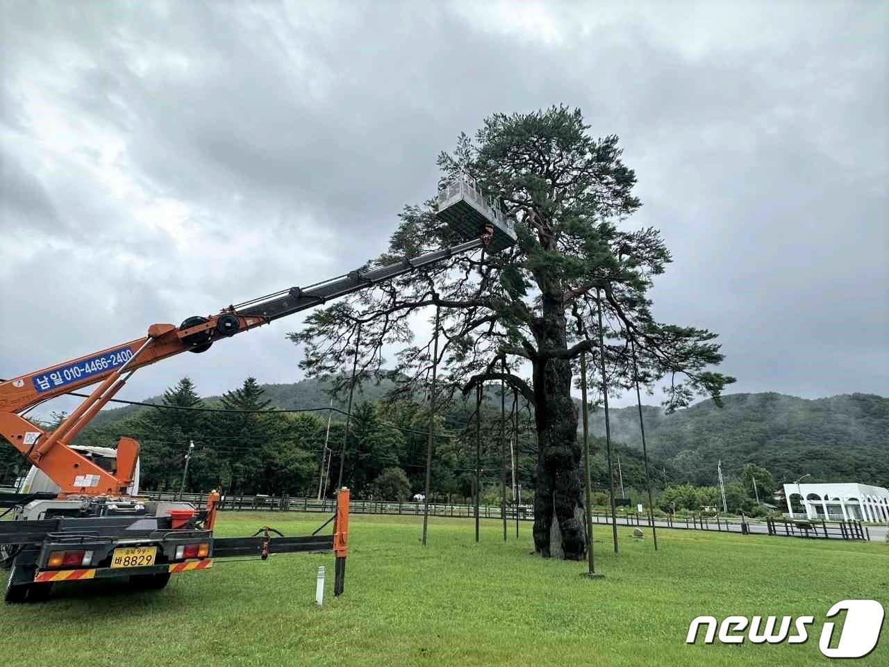 본문 이미지 - 6호 태풍 '카눈'에 꺾인 속리산 정이품송 가지 절단 작업을 하고 있다. (보은군 제공) /뉴스1 