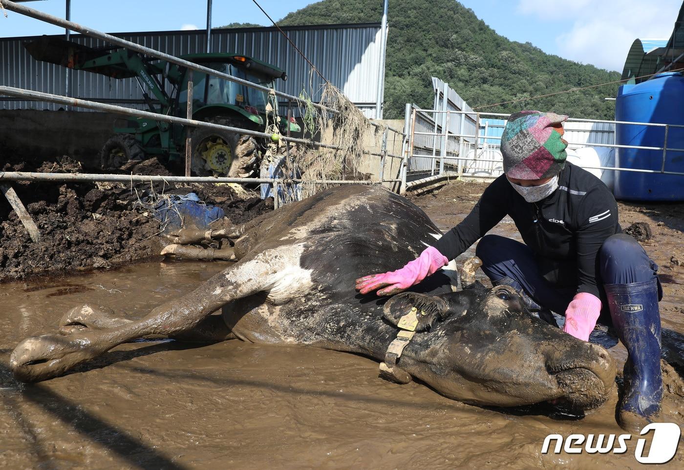 본문 이미지 - 지난 8월 제6호 태풍 '카눈'이 할퀴고 지나간 뒤 대구 군위군 효령면 병수리 한 낙농가에서 목장 여주인 양유정씨가 홀로 송아지를 출산한 뒤 탈진한 어미 소를 어루만지고 있다. /뉴스1 ⓒ News1 공정식 기자