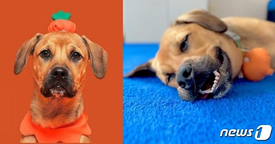 본문 이미지 - 새 가족을 기다리고 있는 강아지(귤엔터 인스타그램) ⓒ 뉴스1