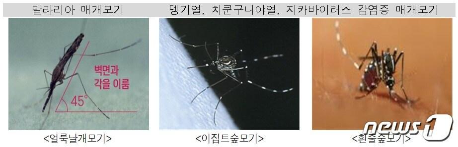 본문 이미지 - 뎅기열, 치쿤구니야열, 지카바이러스 감염증 등의 매개체가 되는 모기들. (질병청 제공)