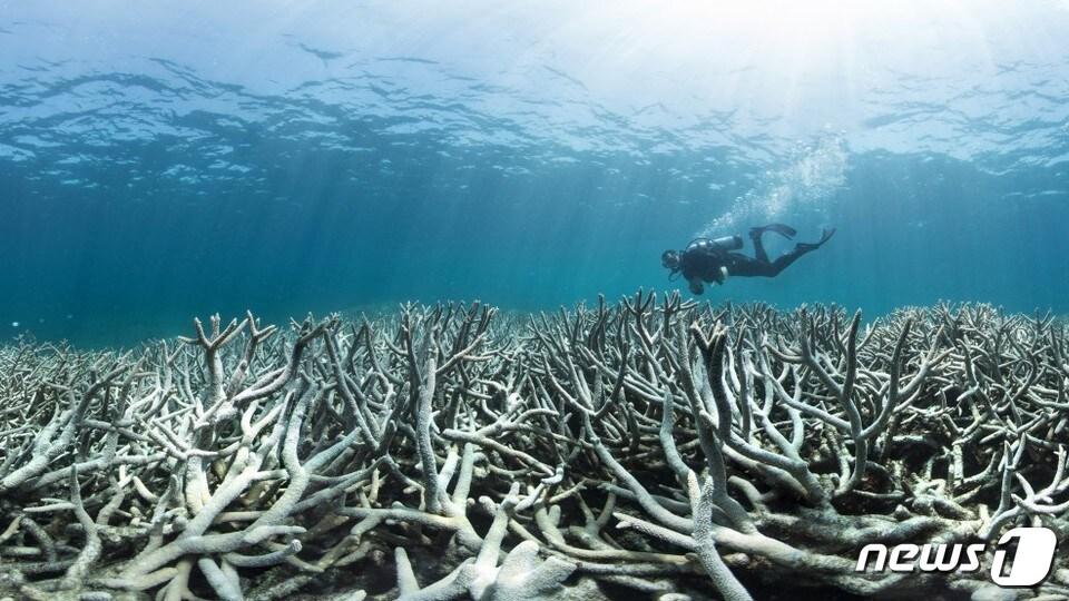 본문 이미지 - 제프 올롭스키 감독의 다큐멘터리 '산호초를 찾아서' (뉴스1 DB) ⓒ News1