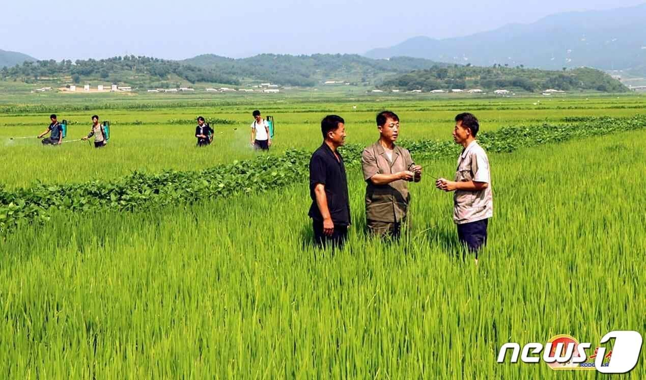 본문 이미지 - (평양 노동신문=뉴스1) = 북한 노동당 기관지 노동신문은 17일 "올해 알곡 생산 목표 점령을 위한 투쟁 기세를 계속 고조시키자＂라고 분발을 촉구했다. 사진은 농작물 비배관리를 하고 있는 동림군 농장. [국내에서만 사용가능. 재배포 금지. DB 금지. For Use Only in the Republic of Korea. Redistribution Prohibited] rodongphoto@news1.kr