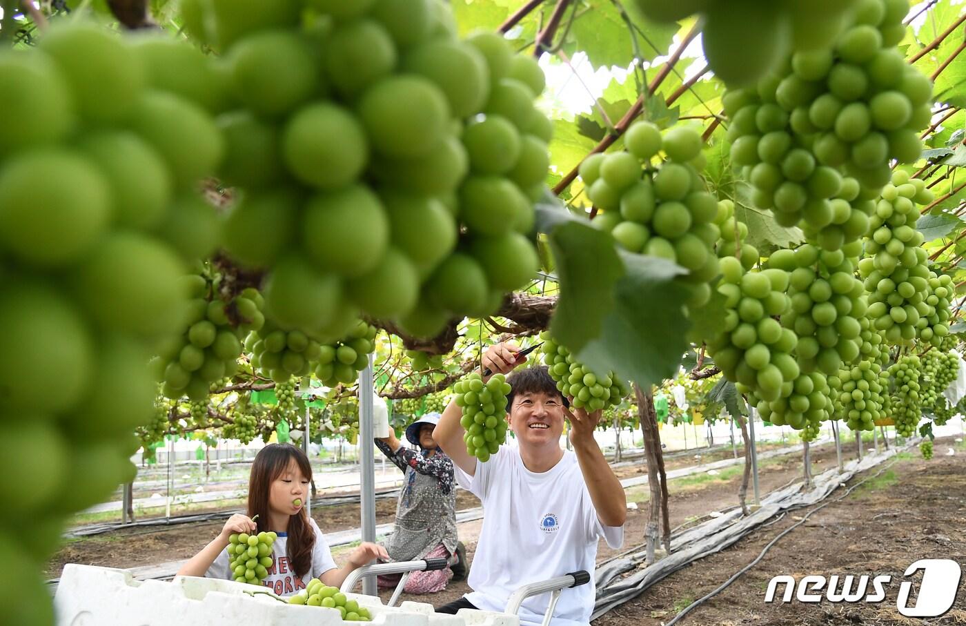 샤인머스캣 수확 장면. (자료사진) /뉴스1