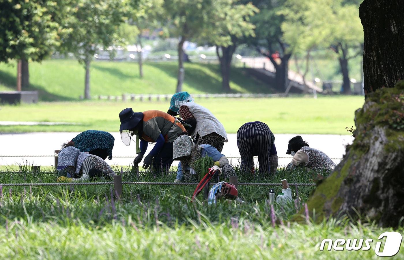 제초 작업. 해당 기사 내용과는 무관. 2023.8.2/뉴스1 ⓒ News1 공정식 기자