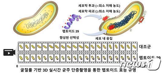 본문 이미지 - 3차원 홀로토모그래피 활용 다제내성균 치료 항생제 원리 모식도.(GIST 제공)/뉴스1