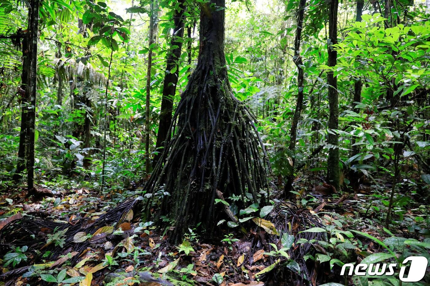 에콰도르 북부 나포 주 아마존 지역에 위치한 야수니 국립공원. 2023.07.29. ⓒ 로이터=뉴스1 ⓒ News1 정윤영 기자