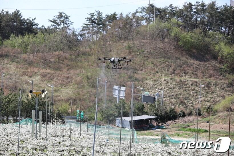 본문 이미지 - 기장군농업기술센터에서 농업용 드론을 활용해 과수분야 시범 방제를 하고 있다