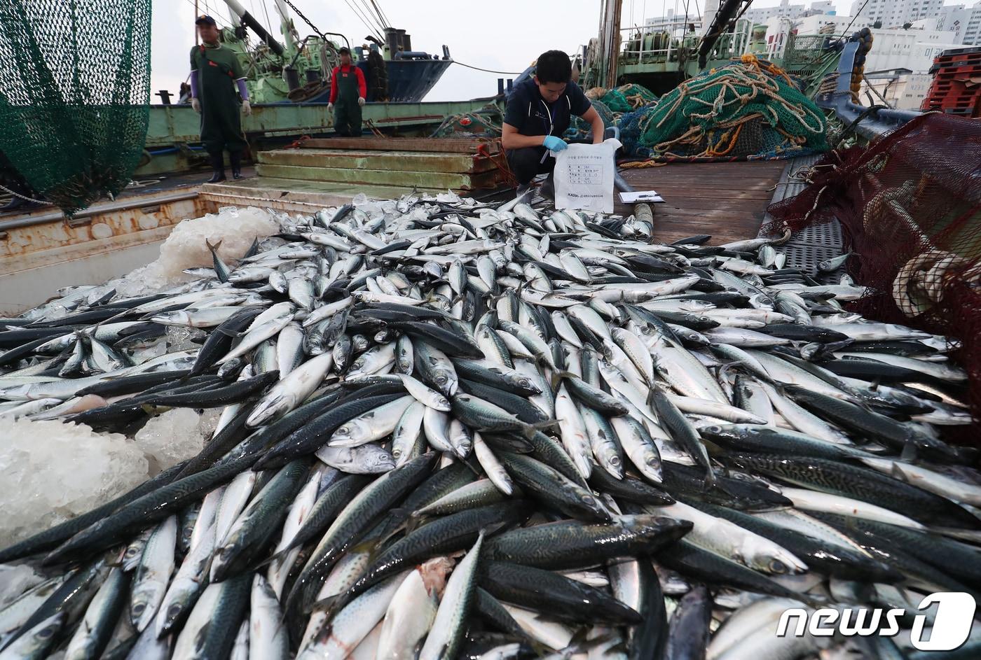 본문 이미지 - 일본 후쿠시마 원전 방사능 오염수 방류가 하루 앞으로 다가온 23일 오전 부산 사하구 부산시수협 다대공판장에서 방사능 검사 요원이 수산물 신속 검사를 위해 어선에 올라 시료를 채취하고 있다. 2023.8.23/뉴스1 ⓒ News1 윤일지 기자