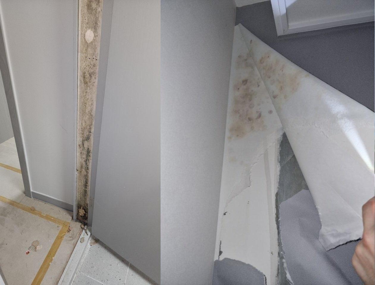 본문 이미지 - 문틈, 벽지 등 곳곳에 곰팡이가 피어있다. (보배드림 갈무리)