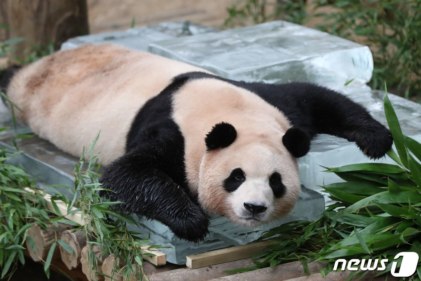 무더운 여름을 나고 있는 푸바오가 24일 오전 경기 용인시 처인구 에버랜드 판다월드에서 사육사들이 준비한 얼음 평상 위에서 더위를 식히고 있다. 2023.8.24/뉴스1 ⓒ News1 김영운 기자