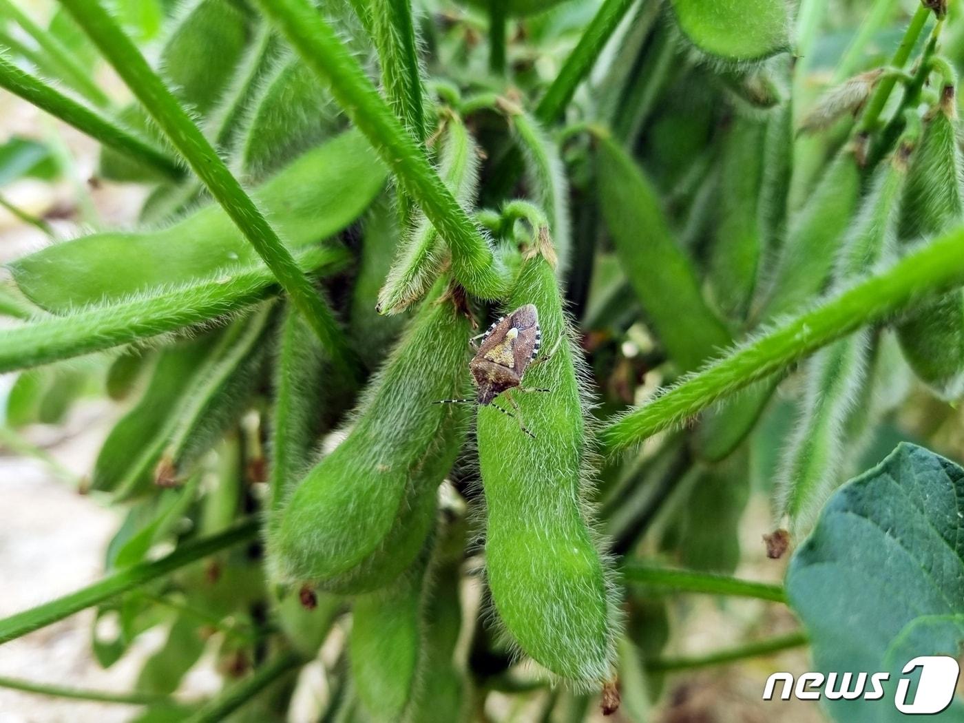 본문 이미지 - 전북 정읍시농업기술센터(소장 전정기)는 콩의 생육과 기상을 대비해 불마름병, 탄저병 및 나방, 노린재 등 병해충 적기 방제에 힘써 줄 것을 당부했다.(정읍시 제공)2023.8.24/뉴스1 