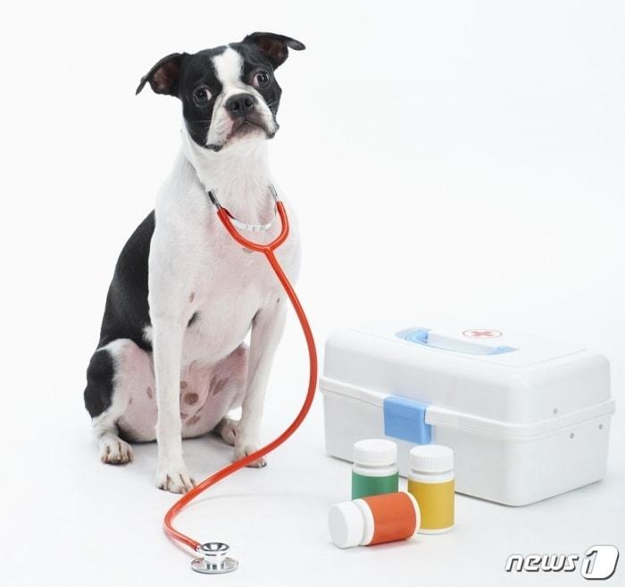 본문 이미지 - 사진 이미지투데이 ⓒ 뉴스1