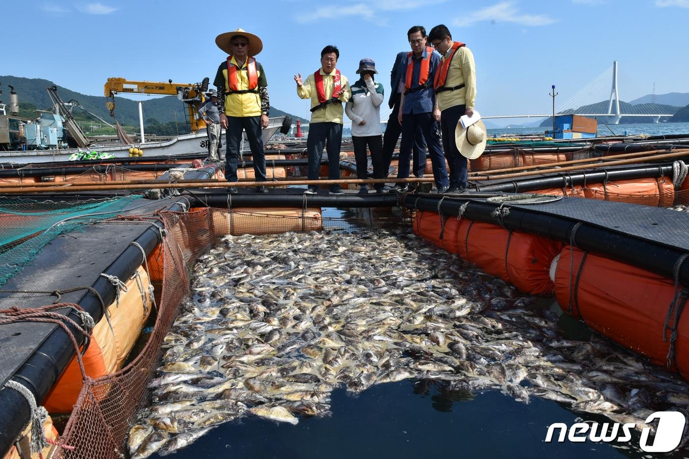 26일 오후 전남 여수 돌산의 한 가두리 양식장에서 한대성 어종인 우럭이 집단폐사해 있다.여수 일대 해역에는 수온이 사흘 연속 28도 이상일 때 보이는 고수온 경보가 내려져 있다.2023.8.26/뉴스1 ⓒ News1 김동수 기자