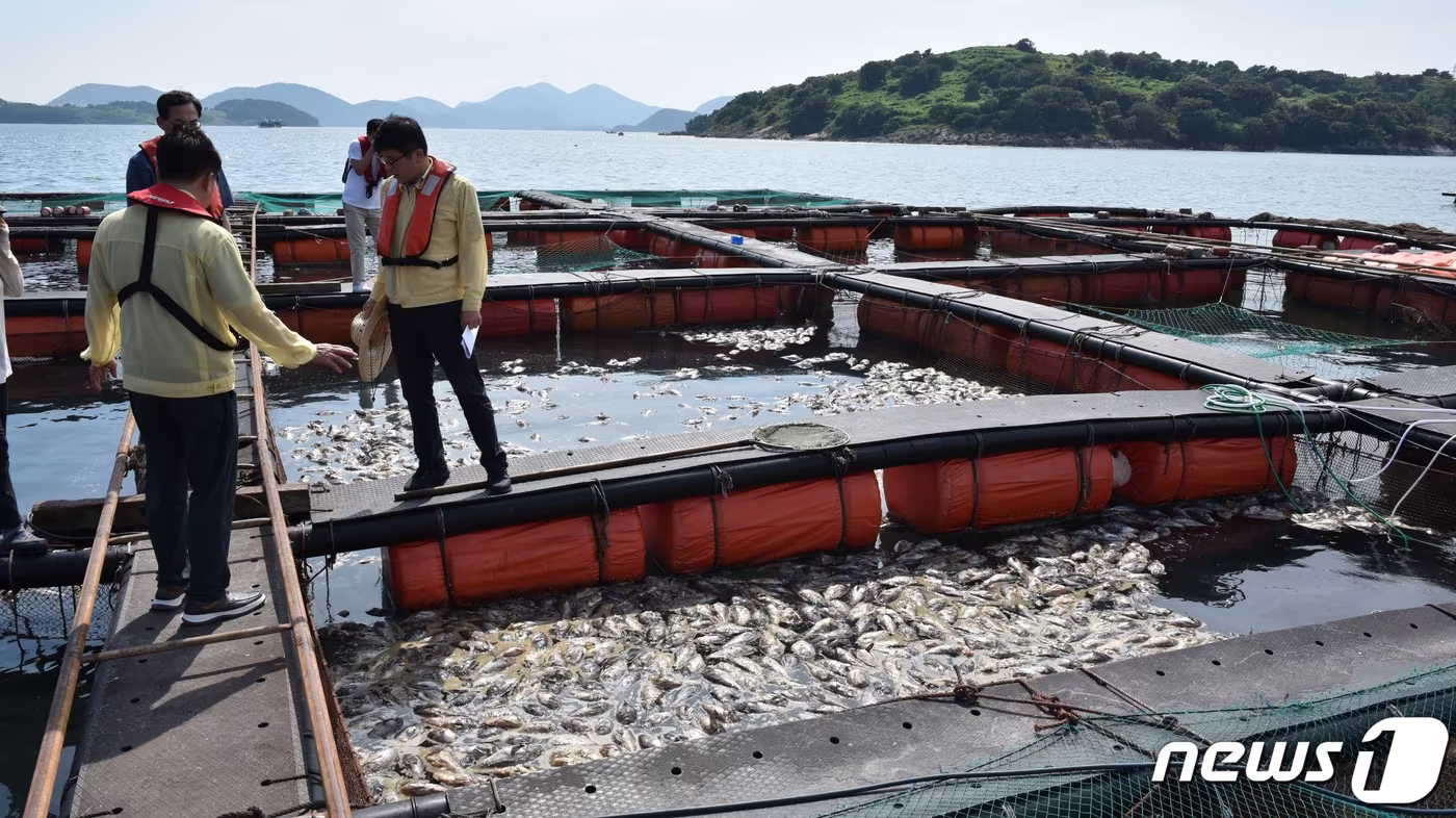 전남 여수 돌산의 한 가두리 양식장에서 한대성 어종인 우럭이 집단폐사해 있다.2023.8.26/뉴스1 ⓒ News1 김동수 기자