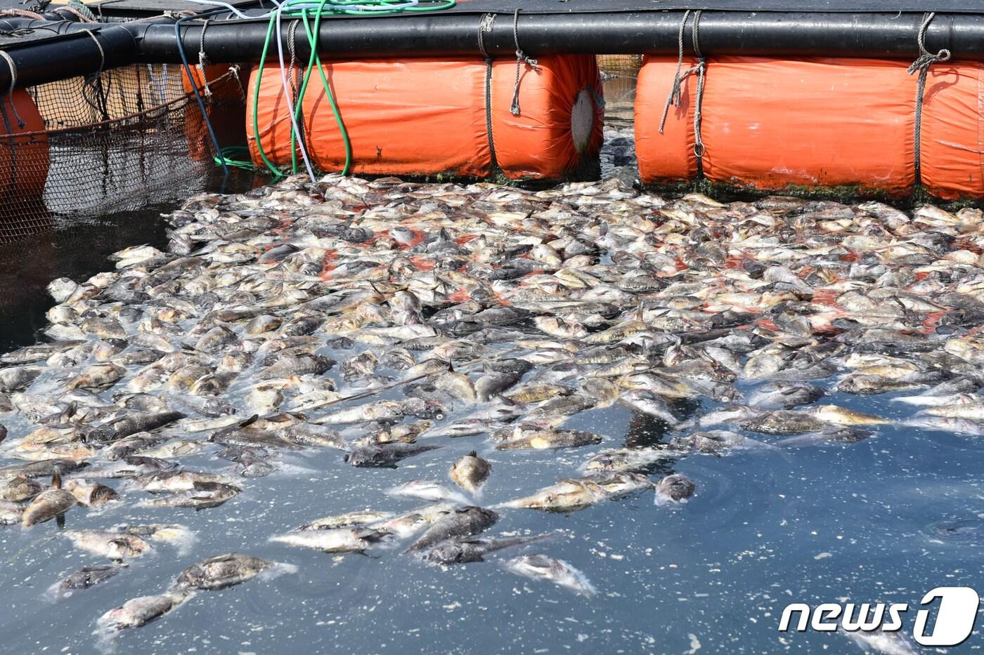 2023년 전남 여수 돌산의 한 가두리 양식장에서 우럭이 집단폐사한 모습. 뉴스1 ⓒ News1 김동수 기자