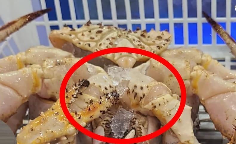 본문 이미지 - (유튜브 '입질의 추억TV jimin TV' 갈무리)