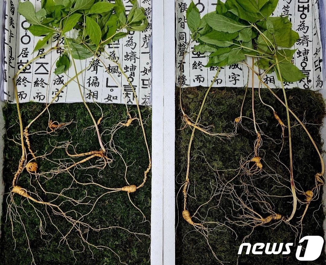 본문 이미지 - 함양군 휴천면 지리산 자락에서 발견된 천종산삼 뿌리.(한국전통심마니협회 제공)
