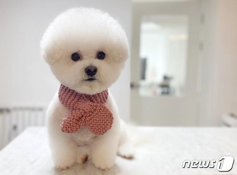 본문 이미지 - 레이저 쇄석술로 요로결석 제거 후 회복한 강아지(슈슈 보호자 제공) ⓒ 뉴스1