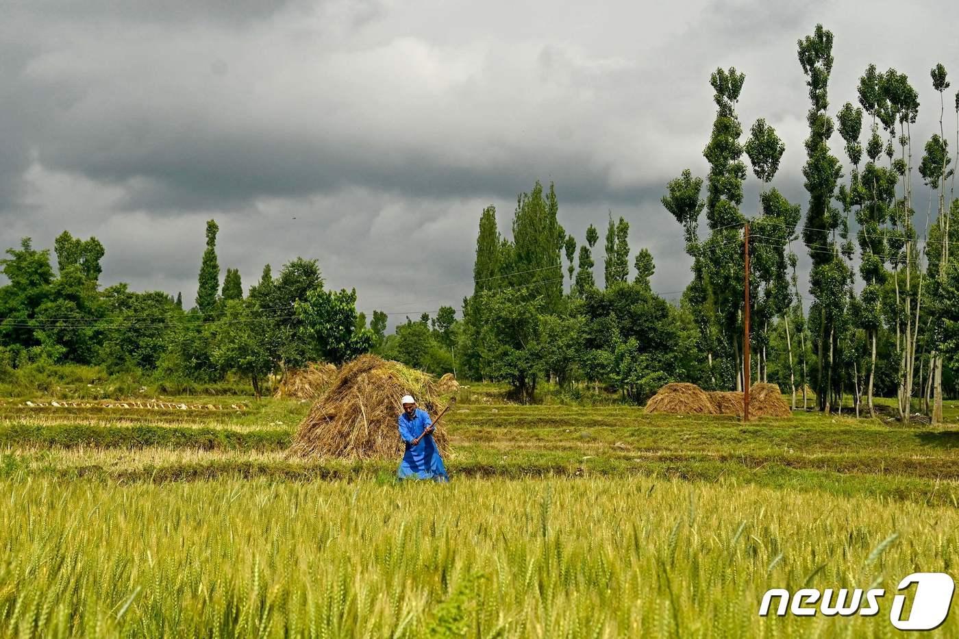 본문 이미지 - 인도 스리나가르 지역에서 쌀을 수확하는 농부의 모습. ⓒ AFP=뉴스1 ⓒ News1 김예슬 기자