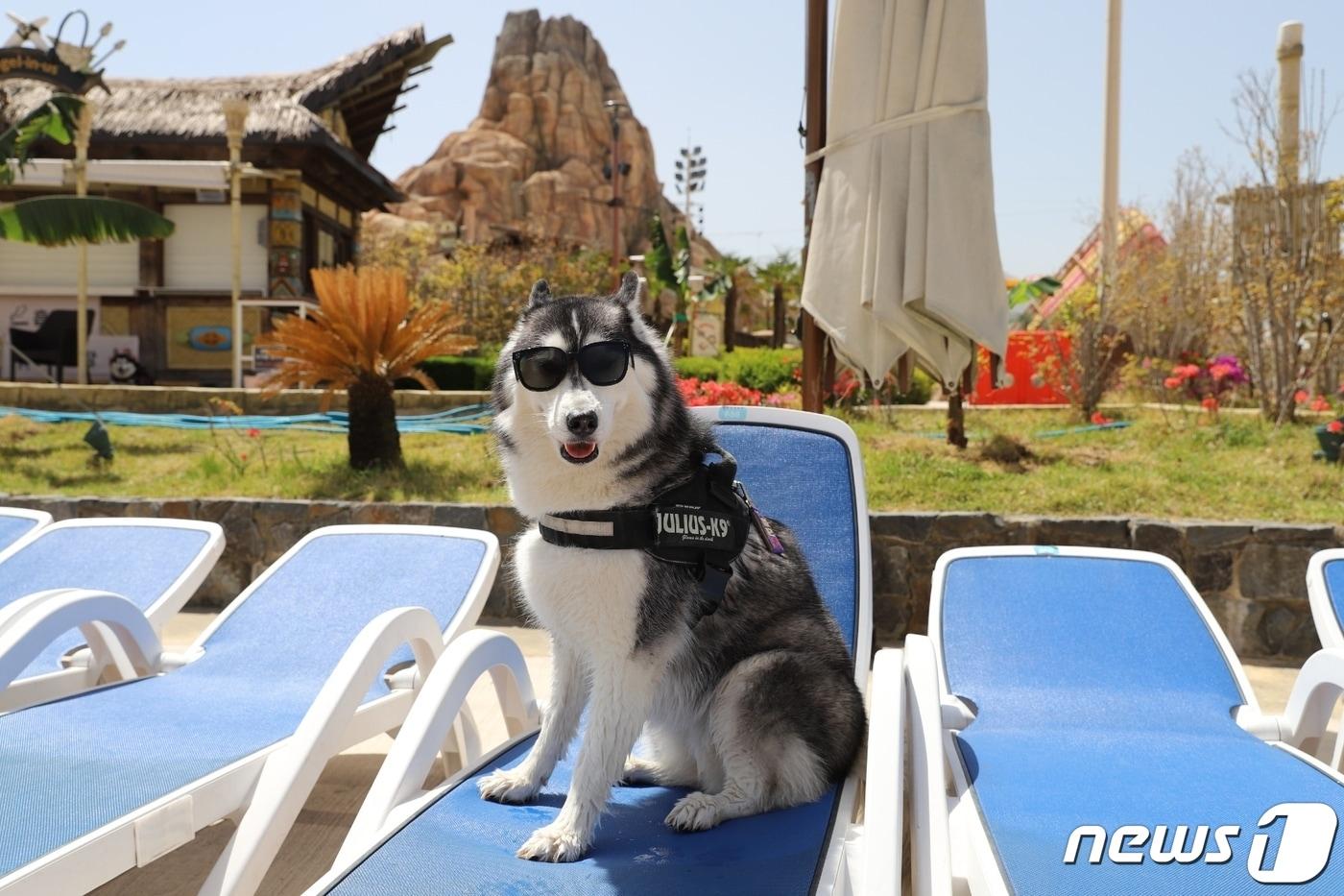 김해롯데워터파크의 '댕댕 워터파크'를 찾은 한 반려견.(롯데워터파크 제공)