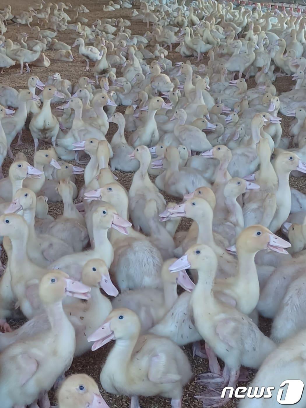 본문 이미지 - 전남 나주시 반남면의 예진농장에서 어린 오리들이 폭염이 힘겨운 듯 입을 벌리고 애처로운 울음소리를 내고 있다. News1 박영래 기자