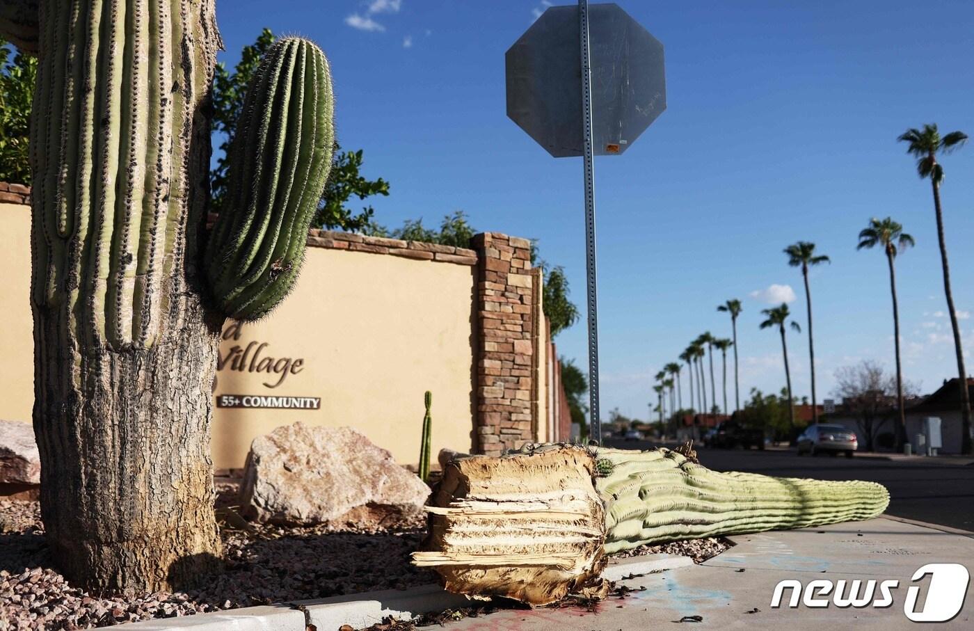 2일(현지시간) 미국 애리조나주(州)에 있는 선인장이 도로에 쓰러져 있다. 선인장은 기후 변화와 관련한 많은 문제들로 위협을 받고 있다. 극심한 더위로 미국 피닉스 사막 식물원에선 선인장 3개가 쓰러졌다. 2023.08.02/ ⓒ AFP=뉴스1 ⓒ News1 임윤지 기자