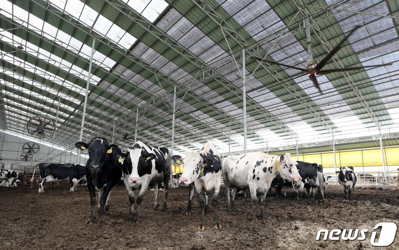 한 축사에서 젖소들이 대형 실링팬과 선풍기, 쿨링포그 시설로 더위를 식히며 여름을 나고 있다.&#40;자료사진&#41;/뉴스1 DB
