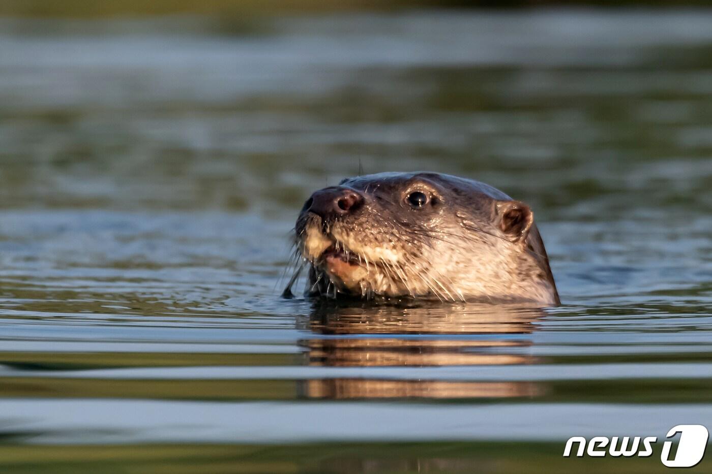  천연기념물 제330호인 수달이 경북 포항시 북구 흥해읍 곡강 생태하천에서 먹잇감을 찾아다니고 있다.2023.8.3/뉴스1 ⓒ News1 최창호 기자