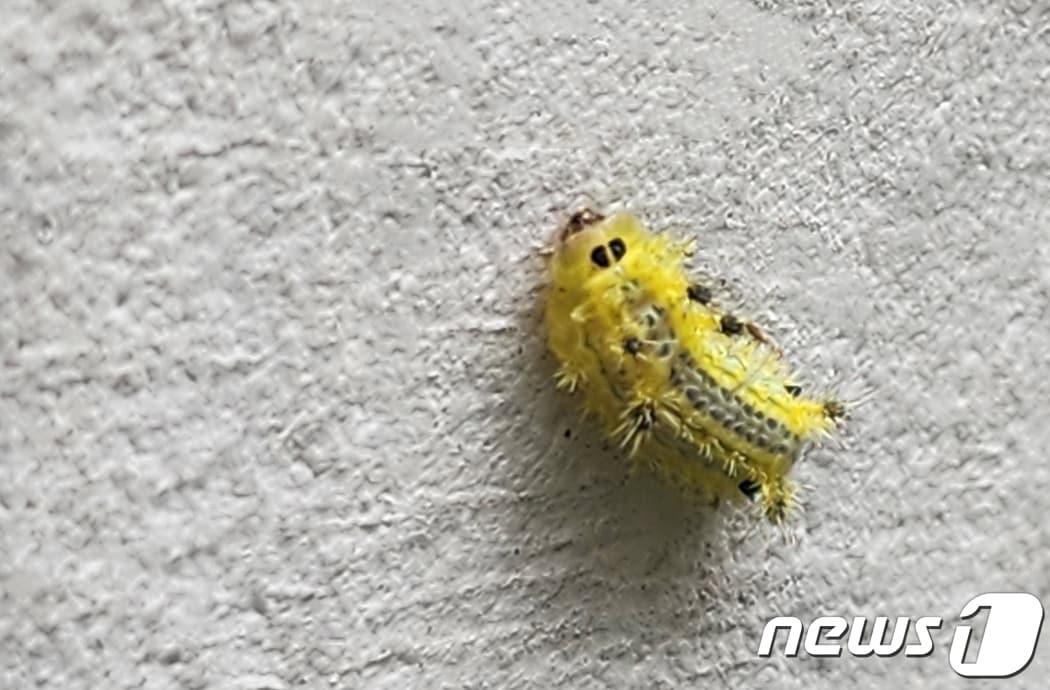 본문 이미지 - 검은 푸른 쐐기나방 애벌레의 모습이다. 주로 6~9월에 버드나무나 참나무류 등에서 볼 수 있다. (독자 제공) ⓒ 뉴스1