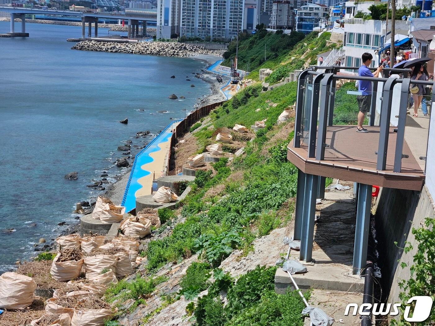 본문 이미지 - 태풍 '카눈'의 한반도 상륙 이틀 전인 8일 부산 영도구 영선2지구 급경사지 붕괴위험지에 포대 자루가 놓여져 있다. 2023.8.8/뉴스1 ⓒ News1 박상아 기자